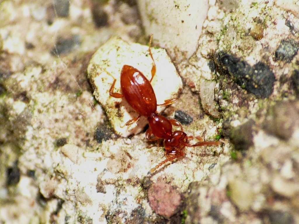 Coleotterino strano - Leptomastax hypogea (Staphylinidae)